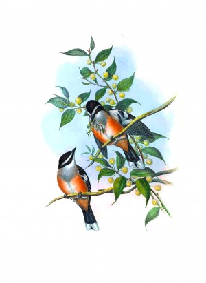 Buff Sided Robin Bird_OSG